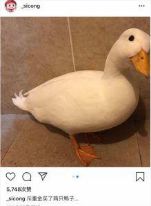 爆料鸭子吃药视频播放,网络热传鸭子吃药视频背后的真相  第1张