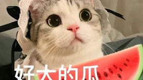 网红吃瓜姿势,揭秘网络红人的“瓜界”风采